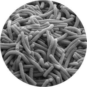Lactobacillus delbrueckii subsp. bulgaricus