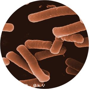 Lactobacillus helveticus