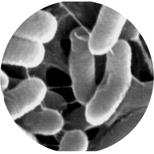Lactobacillus plantarum