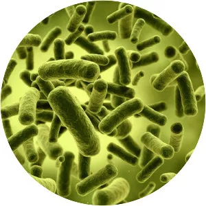 Lactobacillus