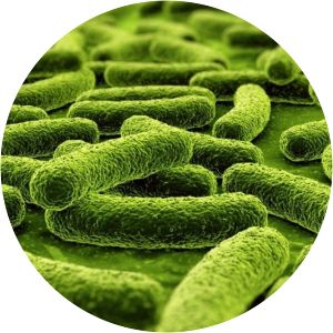 Lactobacillus rhamnosus