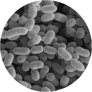 Lactobacillus sakei
