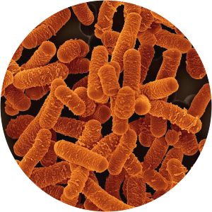 Lactobacillus salivarius