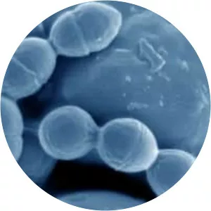 Lactococcus lactis