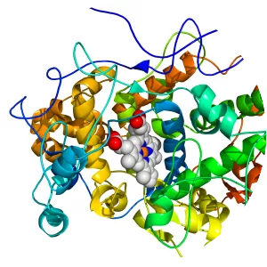 Lactoperoxidase - 