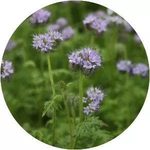 Lacy phacelia