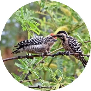 Ladder-backed woodpecker