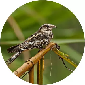 Ladder-tailed nightjar