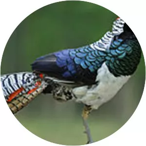 Lady Amherst's pheasant