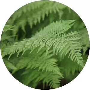 Lady fern - Plants