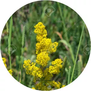 Lady's bedstraw - Plants