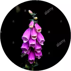 Lady's glove - Plants