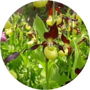 Lady's-slipper