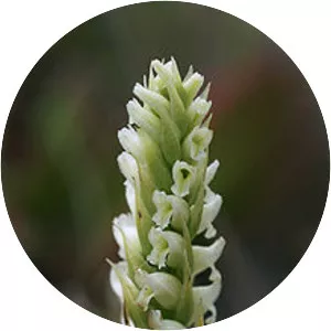 Lady's tresses