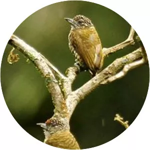 Lafresnaye's piculet