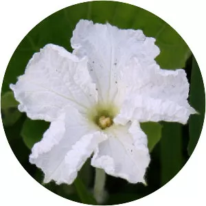 Lagenaria siceraria var. hispida