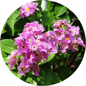 Lagerstroemia floribunda