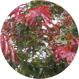 Lagerstroemia langkawiensis