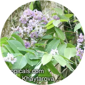 Lagerstroemia loudonii - Plants