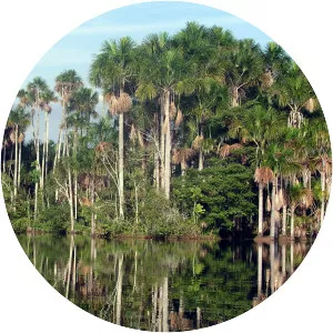 Lago Sandoval - Lake in Peru