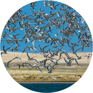 lagoa do peixe praia de são simão - 