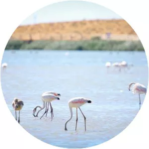 Lagoa dos Salgados - Lake in Portugal