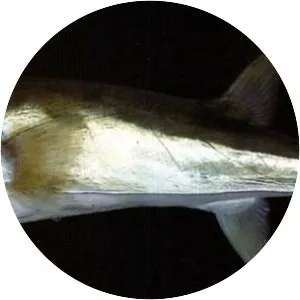 Lagocephalus gloveri