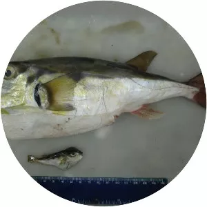 Lagocephalus laevigatus - 