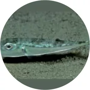 Lagocephalus sceleratus