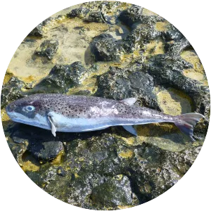 Lagocephalus spadiceus