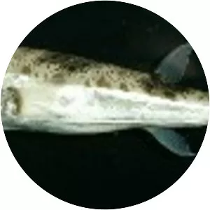 Lagocephalus suezensis - 