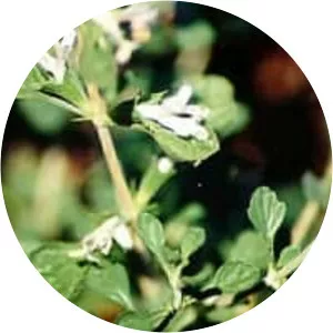 Lagochilus inebrians - Plants