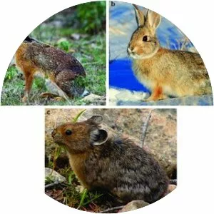Lagomorphs