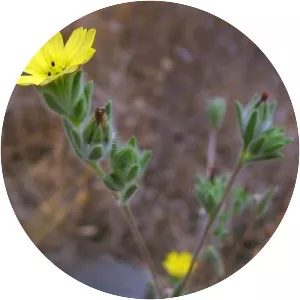 Lagophylla ramosissima - Plants