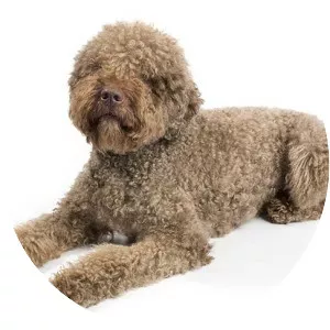 Lagotto Romagnolo