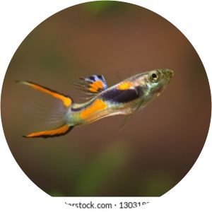 laguna campoma - Lake in Venezuela