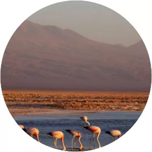 Laguna Chaxa - Lake in Chile