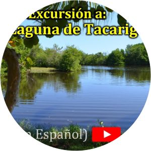 Laguna de Tacarigua - 