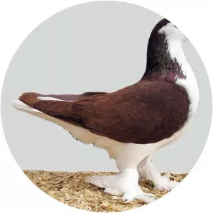 Lahore Pigeon