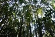 Lahuen Ñadi Natural Monument - 