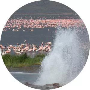Lake Bogoria - Lake in Kenya