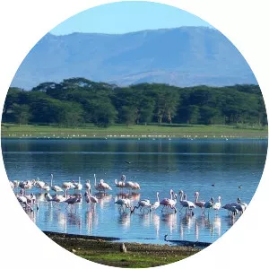 Lake Naivasha - Lake in Kenya
