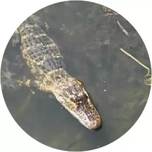 Lake Tarpon - Lake in Florida