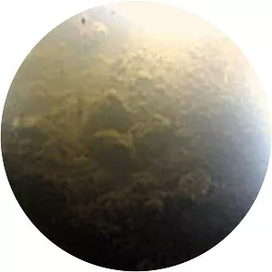 Lake Whillans - Subglacial lake in the Antarctic