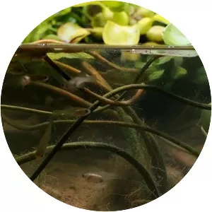 Lake Xochimilco - Lake in Mexico