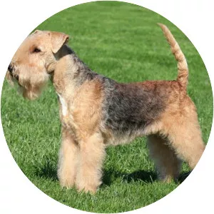 Lakeland Terrier