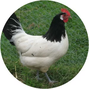 Lakenvelder - Chicken breed
