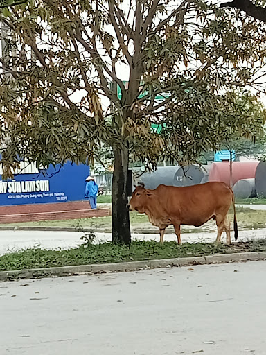 Lam Son Dairy Farm - Vinamilk - Dairy in Thanh Hoa, Vietnam