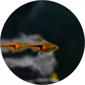 Lambchop rasbora