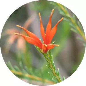 Lambertia ericifolia